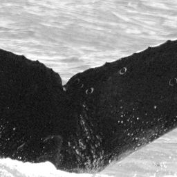 Fluke of CRC-15486