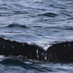 Fluke of CRC-15678