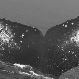 Fluke of CRC-15638