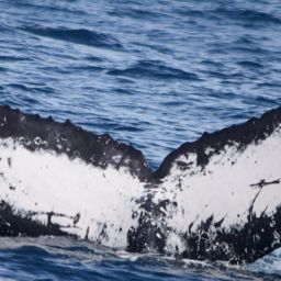Fluke of CRC-12310