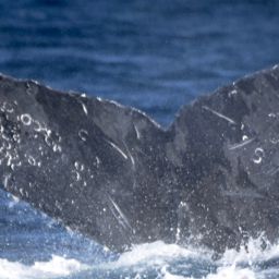 Fluke of CRC-12532
