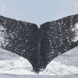 Fluke of CRC-10515