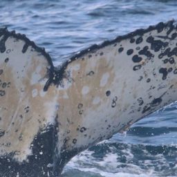 Fluke of HW-MN0804971
