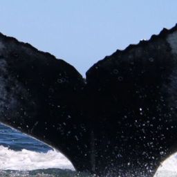 Fluke of HW-MN0804972