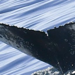 Fluke of HW-MN0804975