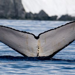 Fluke of HW-MN1307060