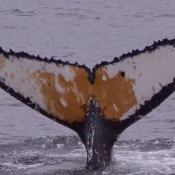 Fluke of HW-MN1307068