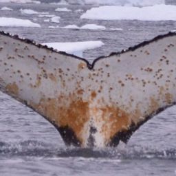 Fluke of HW-MN1307069