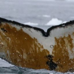 Fluke of HW-MN1307070