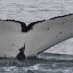 Fluke of HW-MN1307073