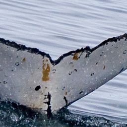 Fluke of HW-MN1307077