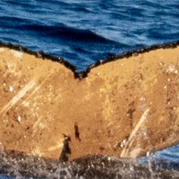 Fluke of HW-MN1307080