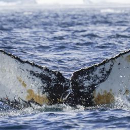 Fluke of HW-MN1307091