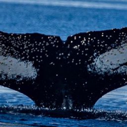 Fluke of HW-MN1307102