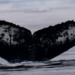 Fluke of Big Blue