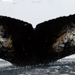 Fluke of HW-MN1307117