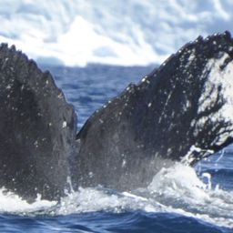Fluke of HW-MN1307121