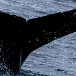 Fluke of HW-MN1307126