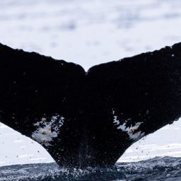 Fluke of HW-MN1307128