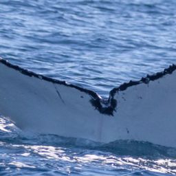 Fluke of HW-MN0524309