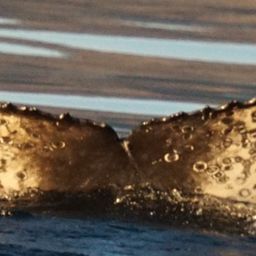 Fluke of HW-MN0524313