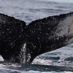 Fluke of HW-MN0524314