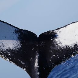 Fluke of CRC-23074