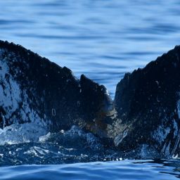 Fluke of HW-MN0524317