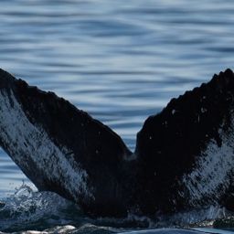 Fluke of HW-MN0524320