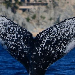 Fluke of HW-MN0524323