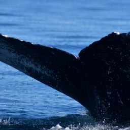 Fluke of HW-MN0524333
