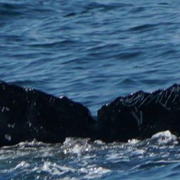 Fluke of HW-MN0524334