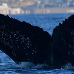 Fluke of HW-MN0524346