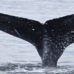 Fluke of GWAK-P061