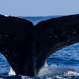 Fluke of HW-MN0524359