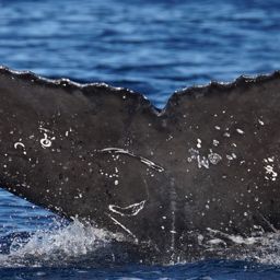 Fluke of HW-MN0524361
