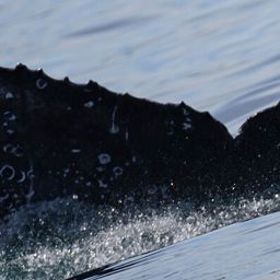 Fluke of HW-MN0524364