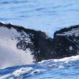 Fluke of HW-MN0444941