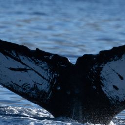 Fluke of HW-MN0444944