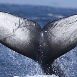 Fluke of HW-MN0444947