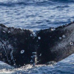 Fluke of HW-MN0444949
