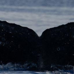 Fluke of HW-MN0444956