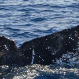 Fluke of HW-MN0444966