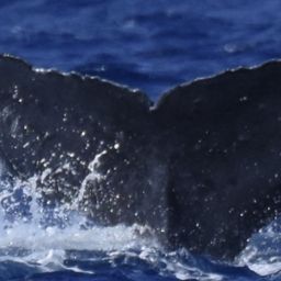 Fluke of HW-MN0444969