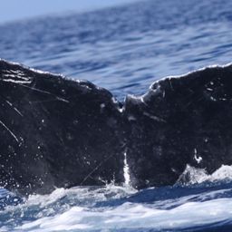 Fluke of HW-MN0444972
