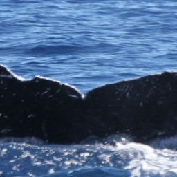 Fluke of HW-MN0444982