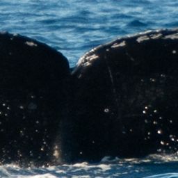 Fluke of HW-MN0444984