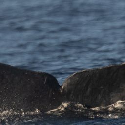 Fluke of HW-MN0444989