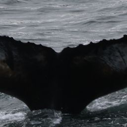 Fluke of HW-MN0104065