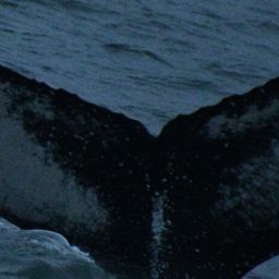 Fluke of HW-MN0104072